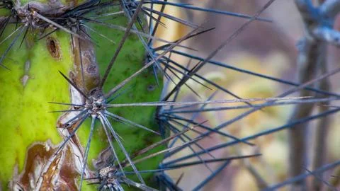 Detailed view of sharp, dark spines on a vibrant green cactus stem, showcas.. Stock Photos