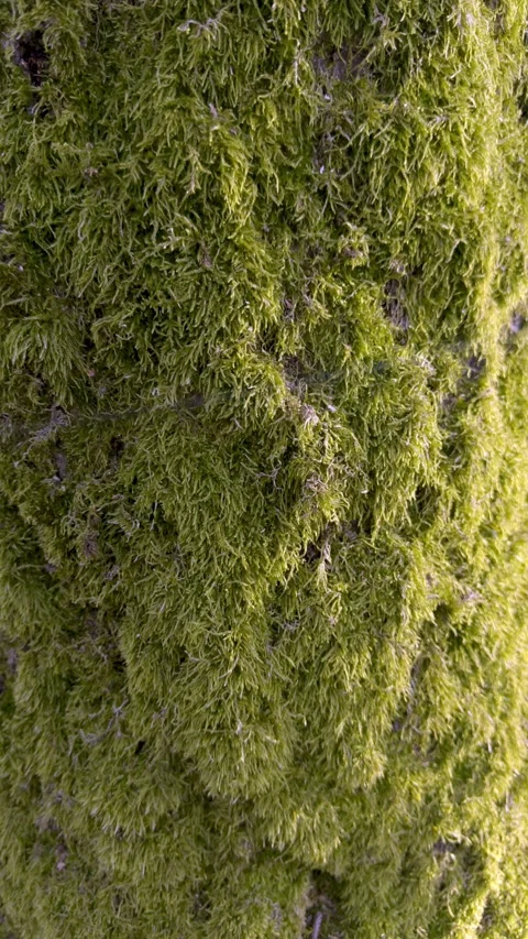 A detailed view showcasing tree bark beautifully adorned with vibrant moss, set Stock Footage 305279162