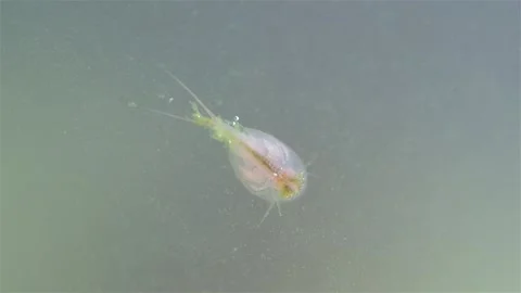 A detailed view shows a young tadpole shrimp (Triops cancriformis) near the.. Stock Footage 329937170