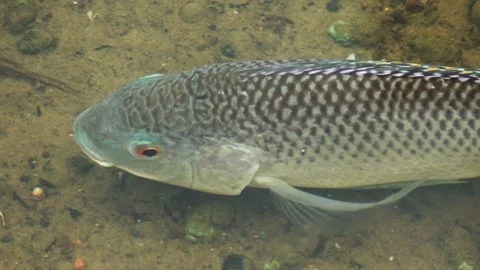 Detailed view of a single tilapia resting in a clear stream. Stock Footage 341818524
