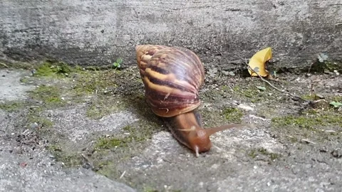 A detailed view of a snail slowly crawling along a road. Stock Footage 279964951