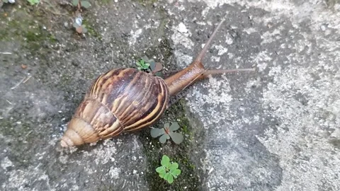 A detailed view of a snail slowly crawling along a road. 스톡 동영상 279964968