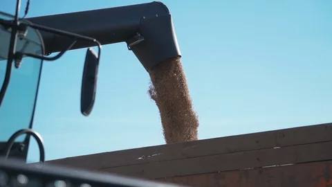Detailed view of a steady stream of grain wheat funneled through a combine 库存影片 98126689