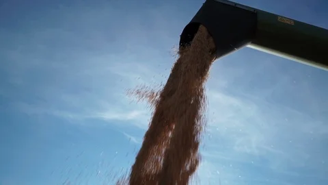 Detailed view of a steady stream of grains wheat from combine into truck 库存影片 98103053