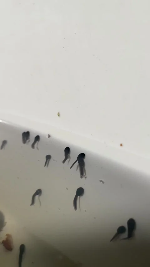 Detailed view of tadpole larvae attached to tub surface under water Stock Footage 341671120