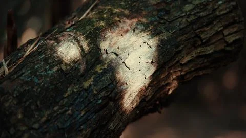 Detailed view of tree bark featuring a white, irregular fungal growth Foto stock