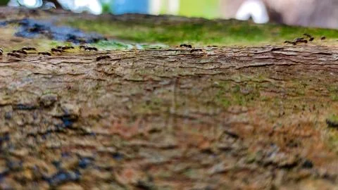A detailed view of tree bark texture with black ants Stock Photos