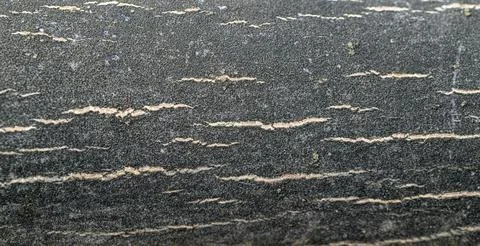 Detailed view of tree bark texture with striations and speckled patterns Stock Photos