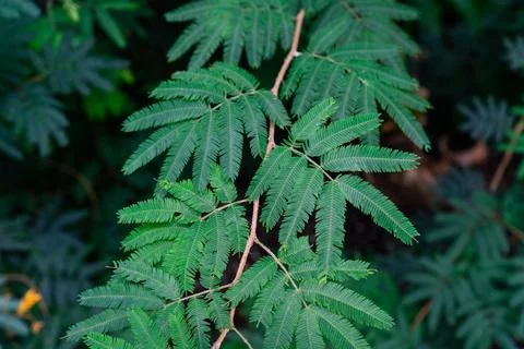 Detailed view of the tree branch with its vibrant green compound leaves. Stock Photos