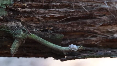 Detailed View of a Tree Shield Bug Perched on a Broken Tree Branch, Surrounded b Stock Footage 319207982
