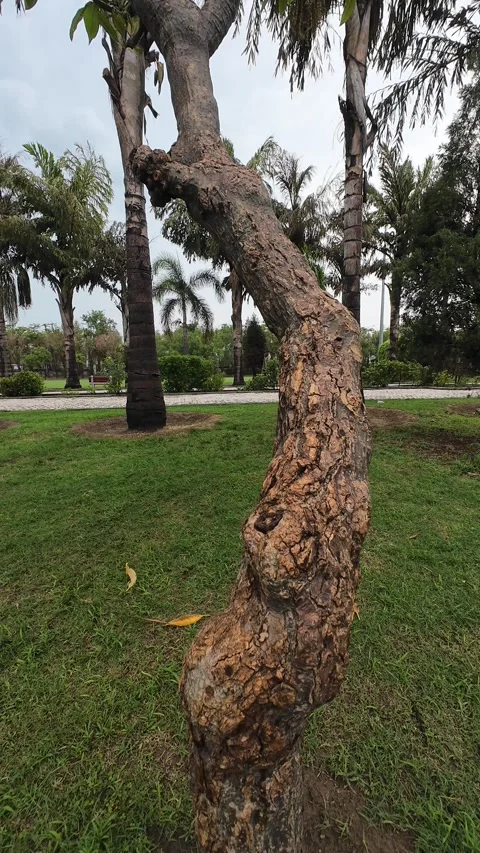 Detailed view of tree texture featuring branches and stems Stock Footage 280911561