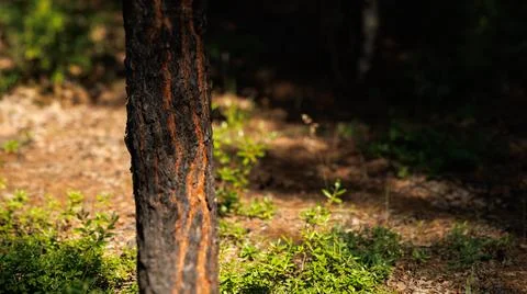 A detailed view of a tree trunk standing in the heart of a dense forest Stock Photos
