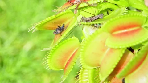 Detailed view of a venus flytrap flower and its traps opening up. Detail Stock Footage 251875471
