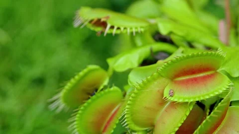 Detailed view of a venus flytrap flower and its traps opening up. Detail Stock Footage 251876493