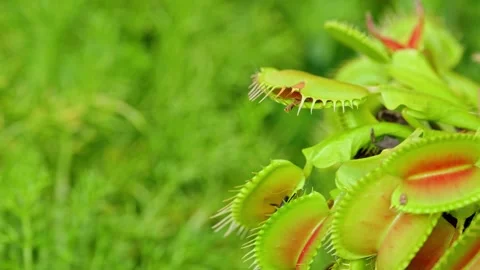 Detailed view of a venus flytrap flower and its traps opening up. Detail Video stock 251876687
