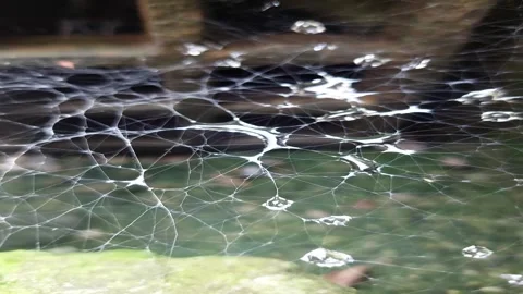 Detailed view of a wet spider web covered in water droplets Vídeo Stock 336945714