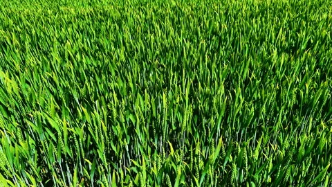 Detailed view of wheat ears texture, Bulgaria Stock Footage 339011879