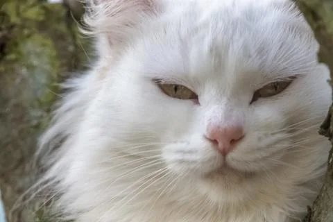 Detailed view of a white cat's muzzle, with white fur detail Stock Photos