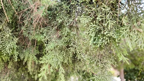A detailed view of white cedar branches Stock Footage 317640262