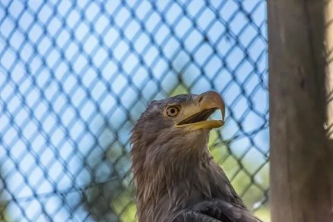 Detailed view of a white tailed eagle head, a typical Eurasian eagle Foto stock