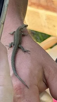 Detailed view of a wild grey lizard sitting calmly on a human hand, showing its Stock Photos