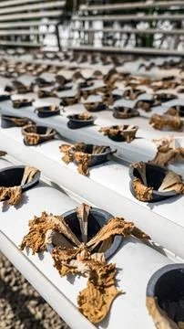 Detailed View of Withered Hydroponic Crops Stock Photos