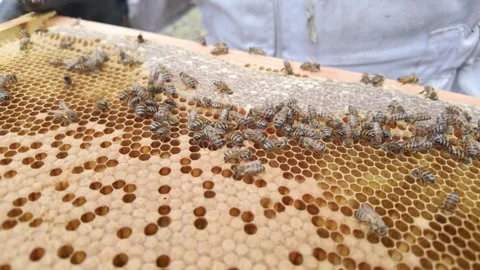 Detailed view of worker bees on a beehive frame Stock Footage 342318272
