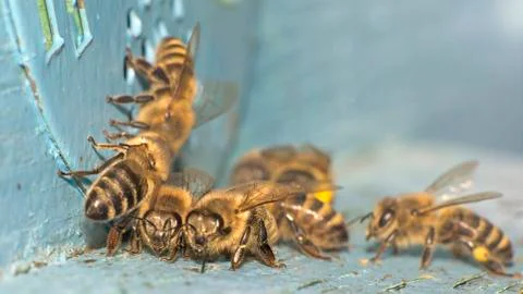 Detailed view of working bees in a bee hive. blurred background. Close up of Stock Photos