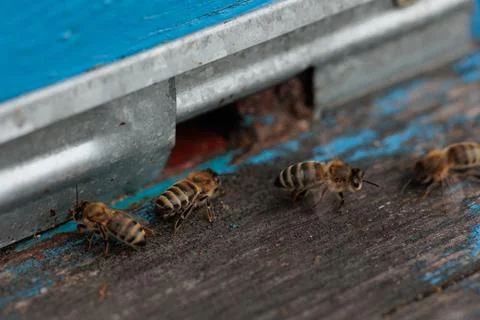 Detailed view of working bees in a bee hive. Wooden beehive and bees. bees fl Stock Photos