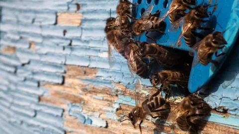 Detailed view of working bees in a bee hive. blurred background. Close up o.. Stock Photos