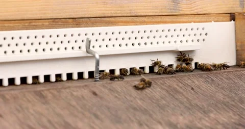 Detailed view of working bees in a beehive. Plastic entrance to the hive Stock Footage 247695682