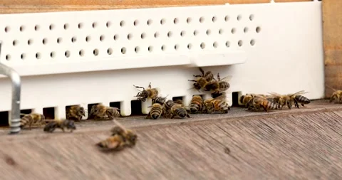 Detailed view of working bees in a beehive. Close up of flying bees. Stock Footage 247695732