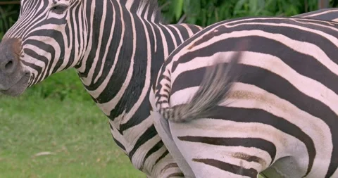 Detailed view of a zebra in its natural environment highlighting Stock Footage 339022357