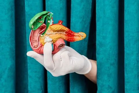 Detailed visual explanation of biliary tract and duodenum against green cur.. 库存照片