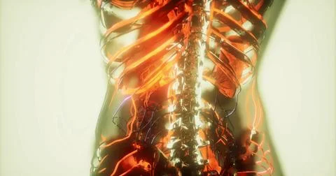 Detailed visualization of blood vessels in the human body in a striking displ Stock Illustration