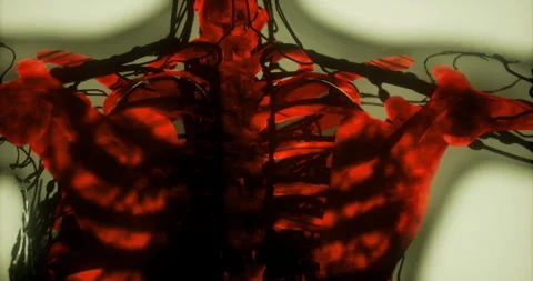 Detailed visualization of bones and internal structures in a vibrant design Stock Footage 323953974