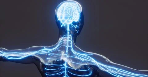 Detailed visualization of brain anatomy with nervous system connections Stockillustratie