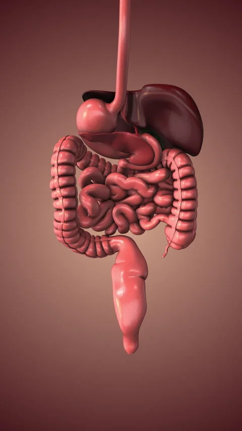 Detailed Visualization of Digestive System Organs and Function Stock Footage 333469084