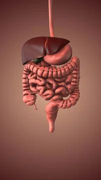 Detailed Visualization of Digestive System Organs and Function 스톡 일러스트