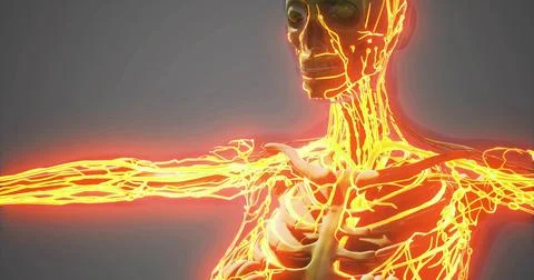 Detailed visualization of human blood vessels in anatomical representation Stock Illustration