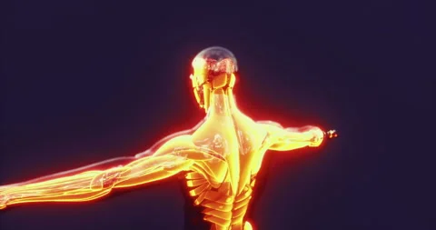Detailed visualization of human body muscles showcasing anatomy and function Video stock 314259555