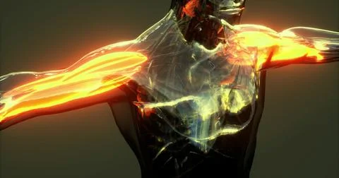 Detailed visualization of human body muscles showcasing anatomical structure Stock Illustration