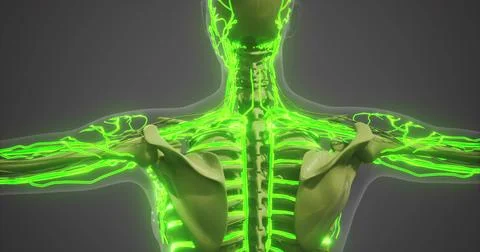 Detailed visualization of human skeletal structure and blood vessels Illustrazione stock