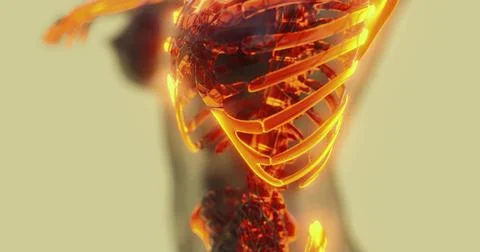 Detailed visualization of the human skeleton structure highlighting anatomy Stock Illustration