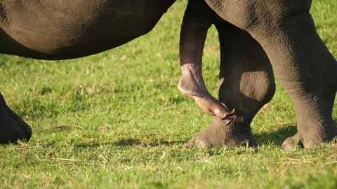 Detailed, well lit side view of white rhino phallus Stock Footage 145453601