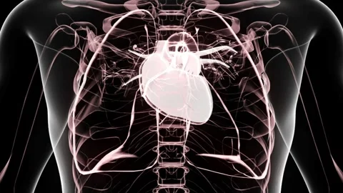 Detailed X-ray Visualization of Human Heart and Rib Cage in Anatomical Pers.. 動画素材 341778603