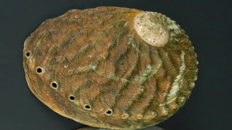 Details of Abalone Shells. 库存影片 57485258