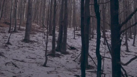 Details of the abandoned forest Stock Footage 137643179