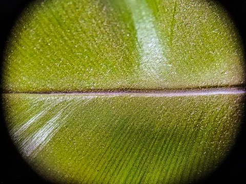 Details and textures of an Asplenium leaf. Stock Photos