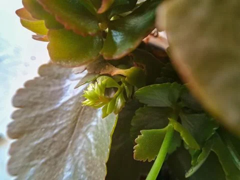 Details and textures of the developing bud of a small plant. Stock Photos